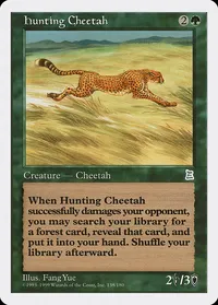 Hunting Cheetah