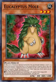 Eucalyptus Mole